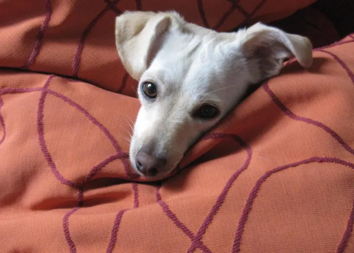 Panzió Art'e Locarno