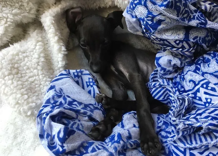 Art'è Couette-café